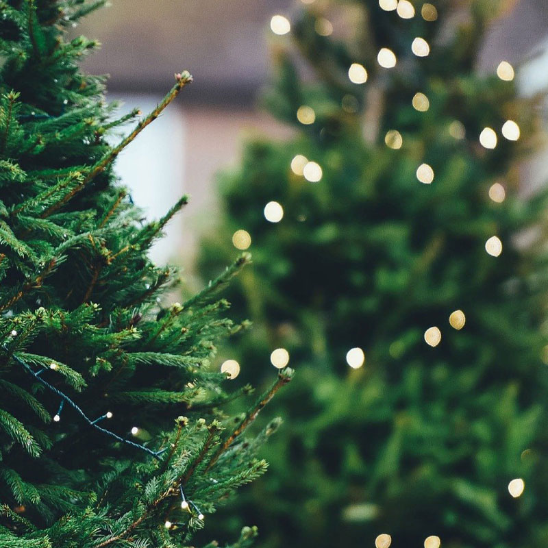 Artificial Christmas Trees