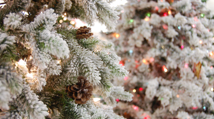 close up of flocked Christmas tree branches, bokeh lights
